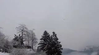 Corvos na Neve