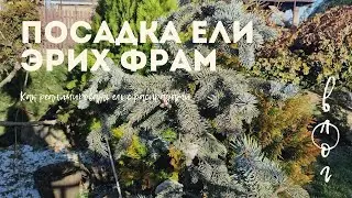 Посадка Ели Эрих Фрам. Распродажа в Letto. Садовый влог.