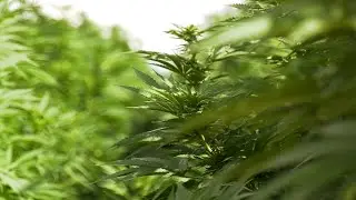 Agriculture On Cite | Thathokuhle Farm | Industrial  Hemp & Medicinal Cannabis Field Day | S02EP22