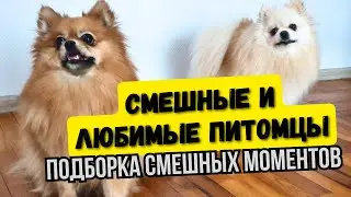 Веселые шпицы 🐾 Подборка смешных видео