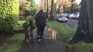Beanies Loose - Leash Grad Video