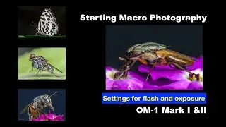 Getting Started with Macro Photography -  OM-1 and 90mm Macro Lens