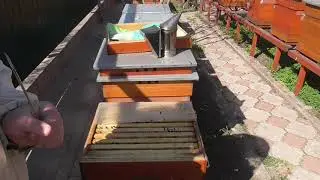 Отцовские семьи и как тянут вощину