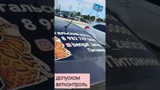 Как отправить котенка #заграница ? Как отправить кошку на самолете?