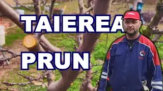 Tăierea Prunului Stanley: Ghid Pas cu Pas pentru un Pom Fructifer Sănătos!