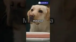 Fakta Menarik Tentang Anjing