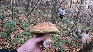 ГРИБ Є АЛЕ ТРУДОВИЙ👣! 31-го в ЛІС ПО ГРИБИ🍄БІЛІ, ЧЕРВОНЯКИ, ОПЕНКИ..