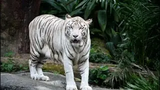 White Tiger ,Mukundpur ,Rewa MP
