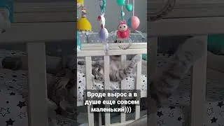 Любимые игрушки)))