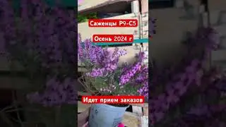 Саженцы из Голландии.Прямые поставки #сад #garden #огород #лето #plants #саженцыоптом #саженец