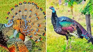 The Ocellated Turkey: One of Nature’s Rarest and Most Colorful Birds