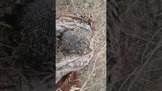 Кроликам корм ,а ёжику сон!