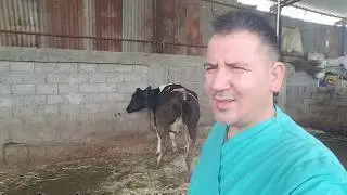 Sancılı ineğe muayene yaptık!