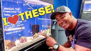 This Fish Store Made Me Smile