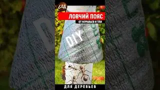 ловчий пояс от муравьев и тли