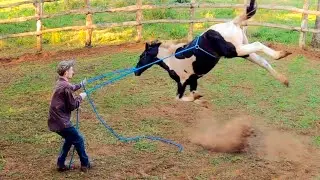 Wild Horse FREAKS OUT! | Taming A Wild Horse [EP 5]