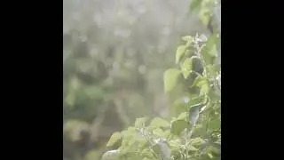 Thunderstorm rain soundtrack