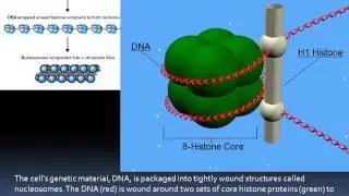 Biochemical aspects of aging