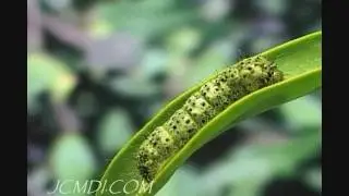 Becker's White Butterfly Life Stages timelapse V05229