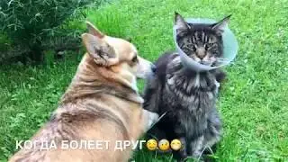 ОХОТНИК* КОГДА БОЛЕЕТ ДРУГ* КОТ И СОБАКА ЛУЧШИЕ ДРУЗЬЯ