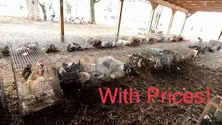 Pullets and Pigeons were CHEAP!!! Amish Animal Auction