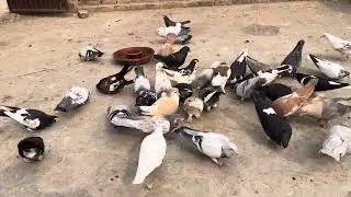 Daily pigeon update 🥳🕊️🥰🦅😱😘