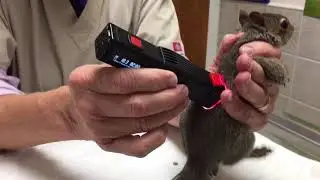 Our little squirrel. Such a fighter! (Read description!(