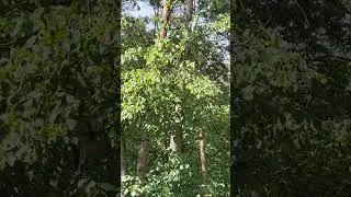 Сосны и липы в New Zoo, 😊🌿🌳🌾🌳 Познань, Poznan, Poland
