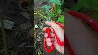 Berkebun tidak selalu berjalan mulus #minivlog #gardening #berkebun #kebunmini #minigarden #asmr