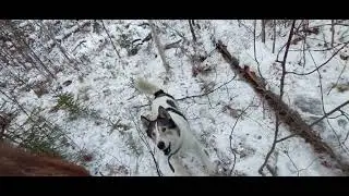 Попасть белке в глаз!