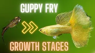 Guppy Fry Care - Guppy Fry Growth Stages A Full Guide With Videos