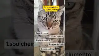 ✅5 curiosidades sobre mim! #felinoslindos #gatinhos #gatos #cat #yourpet #pets #fofos #meumundocat