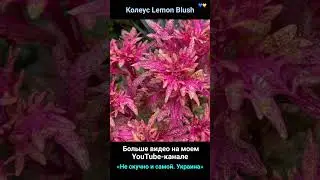 Рассказы о растениях. Колеус Лемон Блаш (Lemon Blush Coleus)