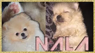 L'EVOLUTION DE NALA ♡ ┆ Spitz nain