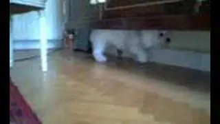 BICHON FRISE DOG THINKS HE'S A CAT