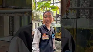 Đi Săn Cá Ping Pong Phần 2 #guppy #traicabetta #betta #baoiba