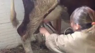 Как доить корову доильным аппаратом