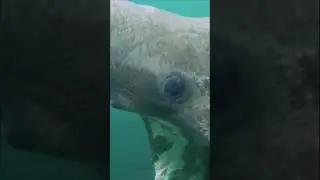 I see You