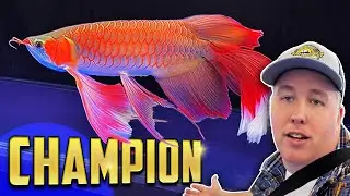 Battle of the Arowanas - World Championship in China