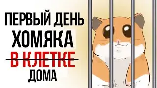 Как хомяк ведет себя в первый день после покупки