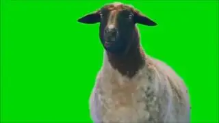 Футаж / Footage Сборник футажей животных на зеленом фоне