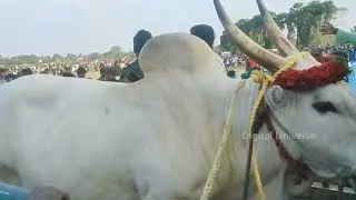 ஜல்லிக்கட்டு வீடியோக்கள்  #வடக்கூர் #மந்தை #trending #jallikattu #1mviews #videos #jallikattu_2023