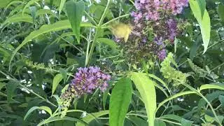 Besuch am Schmetterlingsflieder in der Dämmerung
