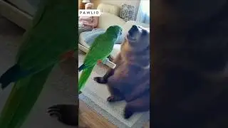 Grandma parrot roasting bear #bodycam #dashcam #funny #ai #cop #sora2 #grandma #bear #parrot