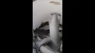 Even Bad Castanet Throws Get Bait