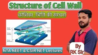 Structure of cell wall in hindi | Structure of plant cell wall | NTA NEET Lectures | CSIR NET Life