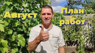 План работ на винограднике в августе.