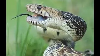 Bull Snakes without the Bull Sh*t !