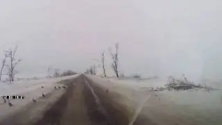 куропатки на дороге cut