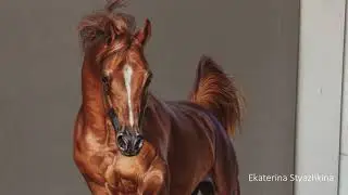 Arabian Horse in pastels